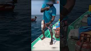 Deep Sea Fishing Videos [upl. by Neddy]