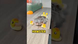 Le hamster préféré [upl. by Susy942]