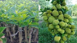 Jackfruit approach grafting budding jackfruit [upl. by Buerger]