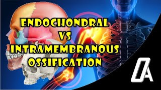 Endochondral vs Intramembranous Ossification  Growth amp Development  Orthodontic Atheneum [upl. by Ayotel924]