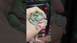 Whites tree frog croaking [upl. by Shae]