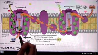 Photosystem 2 and Photosystem 1 [upl. by Kilian386]