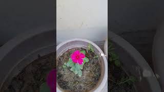 Beautiful Vinca flower plant flowergarden plants nature shortvideo [upl. by Earased]