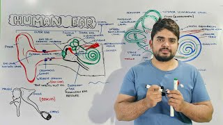 Structure and Function of Human Ear Anatomy and Physiology of Ear [upl. by Ecyar699]