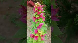 paperflower Bougainvillea glabra CaryophyllalesNyctaginaceae [upl. by Loren619]