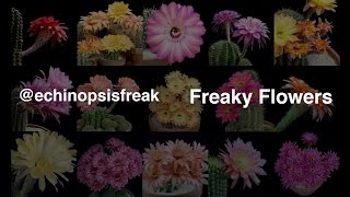 Freaky Flowers  Echinopsis Cacti in Bloom [upl. by Lesly798]