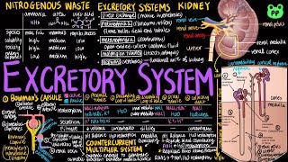 Excretory System  Animal Physiology 05  Biology  PP Notes  Campbell 8E Ch 44 [upl. by Blondelle]