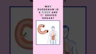 Why duodenum is a fixed and ‘C’ shaped organ Anatomy of duodenum shorts duodenumanatomy [upl. by Hock]