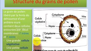 Structure et formation du grain de pollen [upl. by Tarazi]