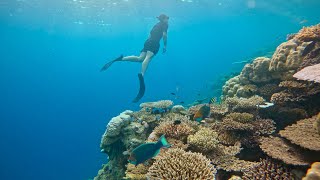 SnorkellingFreediving Housereef Havodda Maldives [upl. by Matthiew]