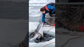 A Heartfelt Tale of a Wounded Dolphin Trapped in a Net Pleading for a Sailors Rescue animals [upl. by Pennie110]