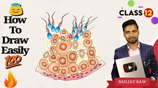 How To Draw Seminiferous Tubule step by step for beginners [upl. by Ferriter299]