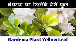 how to care Gardenia plant yellow leaf amp bud drop I Gandhraj Yellow Leaf solution I Best fertilizer [upl. by Madelle]