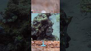 octopus mating season love underwater shorts viral trending octopus [upl. by Chapland82]