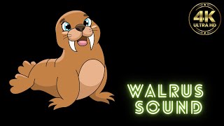 walrus sound  walrus sounds  walrus sound effect  walrus sounds funny [upl. by Rodgiva266]