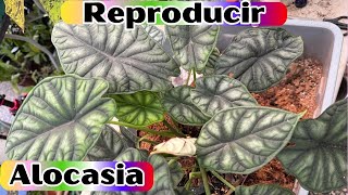 Como cuidar y Reproducir Alocasia Dragon Silver [upl. by Ainel383]