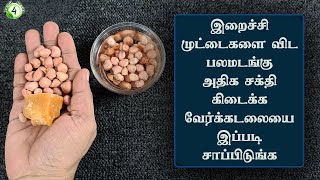 தினமும் கைப்பிடி வேர்க்கடலையை இப்படி சாப்பிட்டால் பலமடங்கு சக்தி கிடைக்கும் verkadalai benefits [upl. by Marge928]