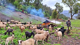 Himalayan Village Life  Sheep Shepherd Life  Organic Shepherd Food  Best Compilation Video [upl. by Lapointe]