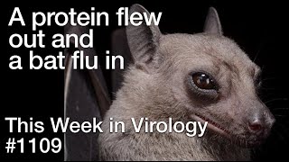 TWiV 1109 A protein flew out and a bat flu in [upl. by Ash]