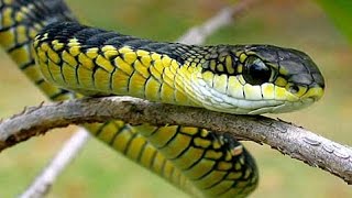 Boomslang Snake  The most venomeous Snake of Africa The Boomslang Snake [upl. by Adlecirg]