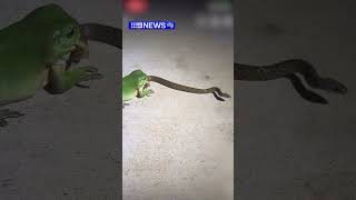 Australian frog attempts to eat snake [upl. by Blunt]