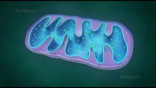 mitochondria animation II mitochondria is the powerhouse of the cell II mitochondria class 11 [upl. by Adikram]