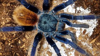 Arachnid Diversity  Eightlegged Diversity Spiders and Their Kin [upl. by Hernardo302]