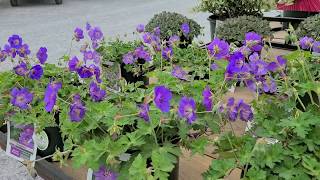 Geranium Rozanne amp Azure Rush Cranesbill 2 Outstanding AwardWinning Perennial Groundcovers [upl. by Nitsed]