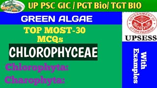 MCQs BASED ON CHLOROPHYCEAE GREEN ALGAE [upl. by Ricker]