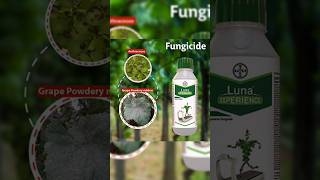 🌾Luna fungicide Control anthracnose। पाउडरयुक्त फफूंदी फफूंदनाशीअंगूर 🌾 [upl. by Currey681]