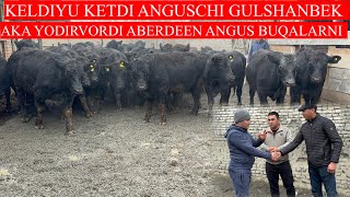 ANGUSCHI GULSHANBEK AKANI ABERDEEN ANGUS BUQALARI KELDIYU KETDI HAMMASI BIR JOYGA BARAKA [upl. by Kiran]