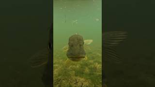 What is this pike doing  pike perch fishing underwater [upl. by Duwad]