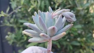 Pachyphytum Compactum [upl. by Childs]