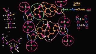 DNA İplikçiklerinin Antiparalel Yapısı Biyoloji  Biyomoleküller [upl. by Lynne]