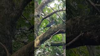 Clevedon Scenic Reserve near Auckland travel nature travelphotography photography newzealand [upl. by Nawyt]