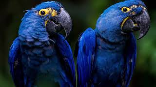 Hyacinth Macaw  Largest Flying Parrot in the World [upl. by Deryl]