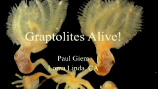 Graptolites Alive 7232016 by Paul Giem [upl. by Stolzer277]