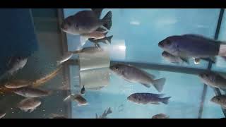 Cynotilapia zebroides ndonga deep [upl. by Netti]