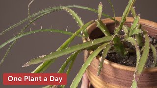 Lepismium cruciforme Hurricane Cactus Houseplant Care — 328 of 365 [upl. by Cassy746]