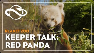 Planet Zoo  Keeper Talk  Red Panda [upl. by Lilak715]