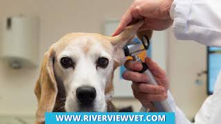 Riverview Veterinary Hospital GA 30339 [upl. by Shue83]