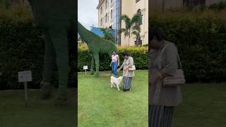 Dichang Resort blog spitz dog lovesongs spitzlover pets doglover viralvideo shortsfeed [upl. by Griseldis]