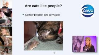 Cats and people getting the relationship right 16 Human cat social interact cats needs [upl. by Maibach]