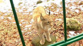 Wildpark Hundshaupten Neros Fauchduell mit dem bedrohlichen Luchs [upl. by Auqinaj241]