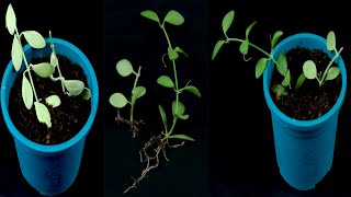 How to propagation Dischidia nummularia String of nickels plant from cutting [upl. by Onimod]