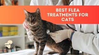 Cat Flea Treatment Guide Best Flea Treatments for Cats 2024  Pet care [upl. by Bodnar]