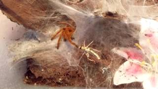 Pterinochilus murinus OBT feeding [upl. by Markiv696]