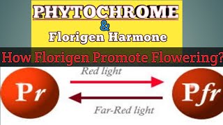 PHYTOCHROME And Florigen Harmone  Box Point [upl. by Reyotal659]