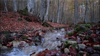 Suono di un RUSCELLO Foliage [upl. by Linc]