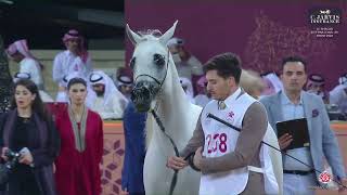 N 238 D FALA Al Shaqab International Arabian Horse Show 2024 Mares 7 10 Years Old Class 10 [upl. by Anerehs]